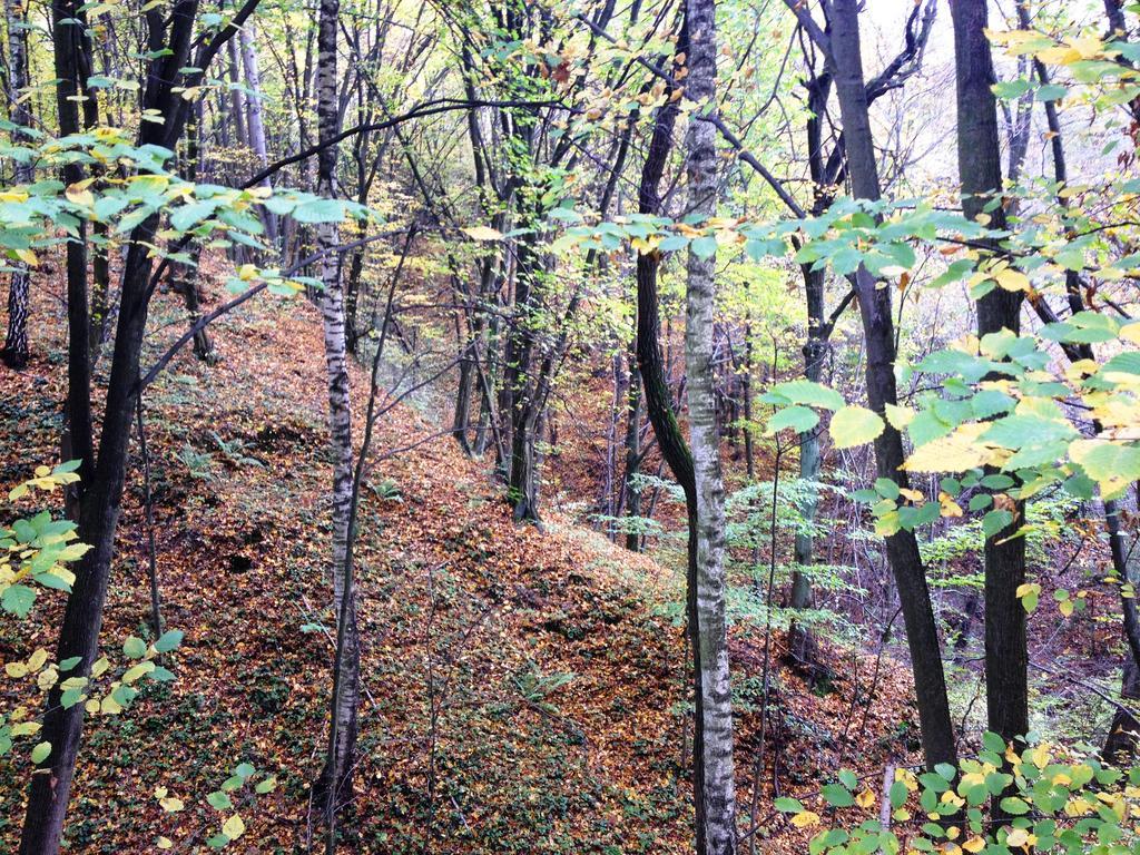 Osrodek Kwaskowa Villa Kazimierz Dolny Kültér fotó